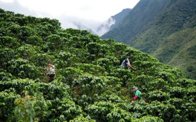 La pianta del caffè